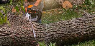 Professional  Tree Services in Kenilworth, NJ