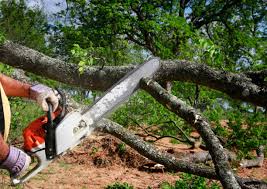 Best Leaf Removal  in Kenilworth, NJ