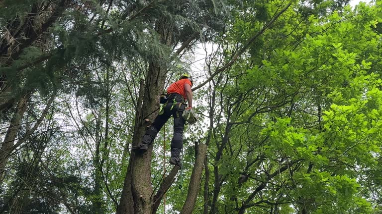 Best Root Management and Removal  in Kenilworth, NJ