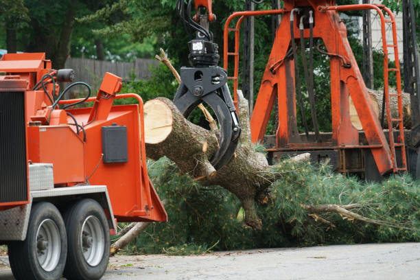 Best Seasonal Cleanup (Spring/Fall)  in Kenilworth, NJ